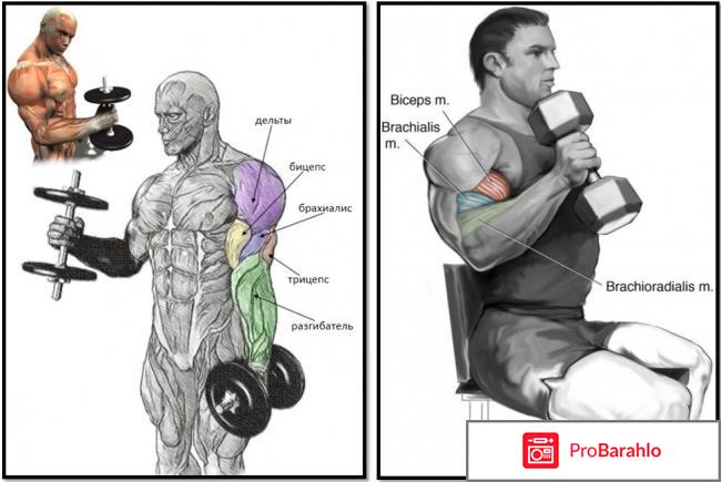 Молотковые сгибания руки на брахиалисОчень часто отрицательные отзывы