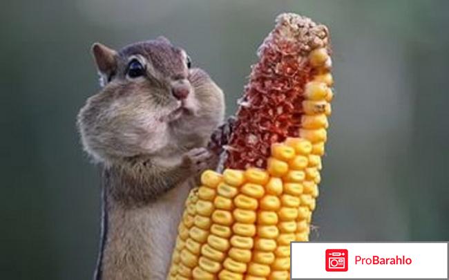 Продажа щенков, котят и других животных обман