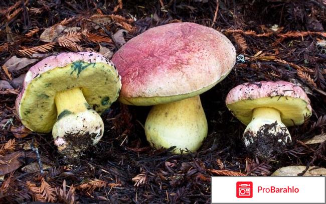 Гриб Боровик королевский (Boletus regius) - отравление 