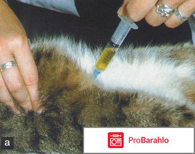 Цистоцентез - процедура получения стерильного образца мочи у животных 
