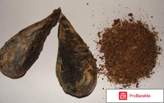 Бобровая струя отзывы 