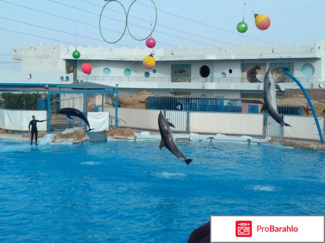 Шоу дельфинов в Dolphin World отзывы владельцев