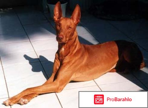 Фараонова собака: описание породы, стандарт, щенки 