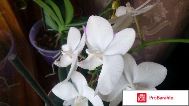 Орхидеи фаленопсис 