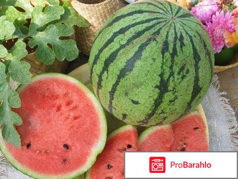 Выращивание арбузов в открытом грунте и уход. Видео обман