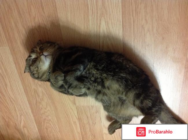 Шотландский вислоухий кот 