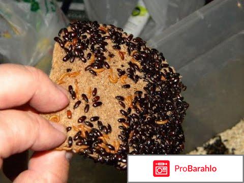 Жук знахарь отзывы отрицательные отрицательные отзывы