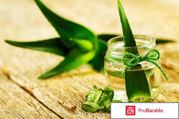 Лечебные свойства, применение и противопоказания алоэ 