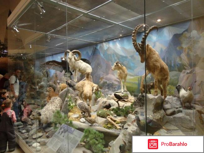 Музеи москвы для детей отзывы владельцев