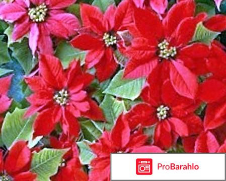 Рождественская звезда - цветок Пуансеттия (Poinsettia). отзывы владельцев