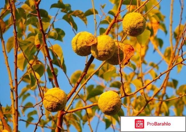 Адамово яблоко 