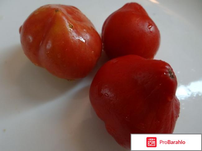 Томат абаканский розовый отзывы фото отзывы владельцев