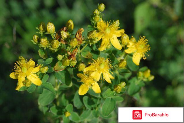 Таблетки против потенции обман