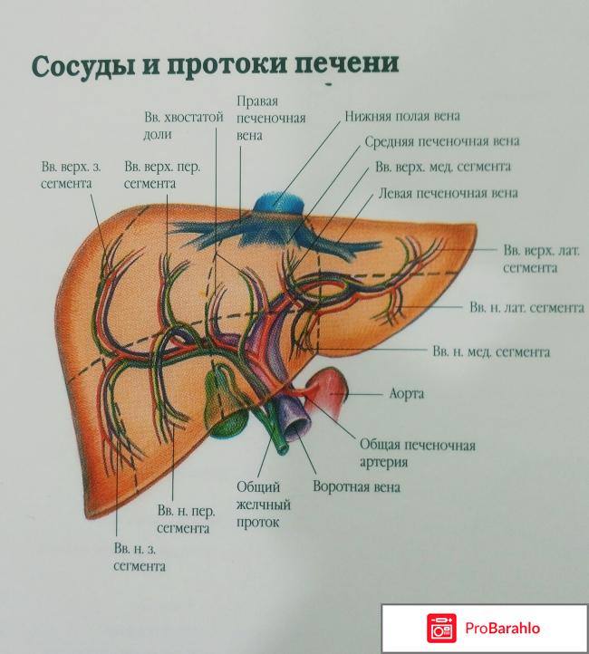 Ультразвуковое исследование печени обман