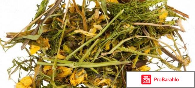 Лечебные свойства горицвета весеннего (адониса) отрицательные отзывы