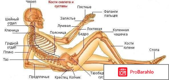 Лошадиный бальзам для суставов отзывы обман