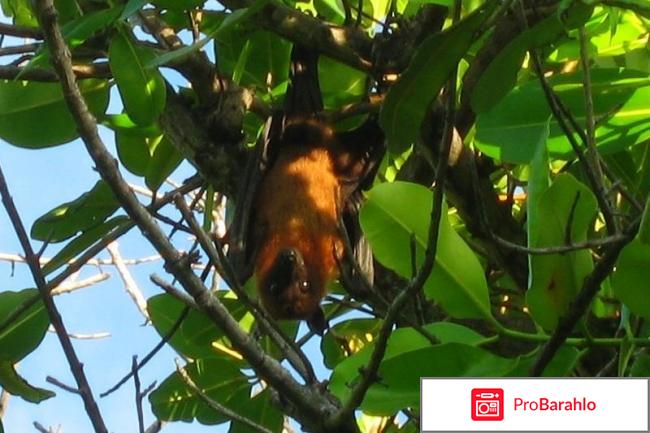 Мальдивы отзывы владельцев