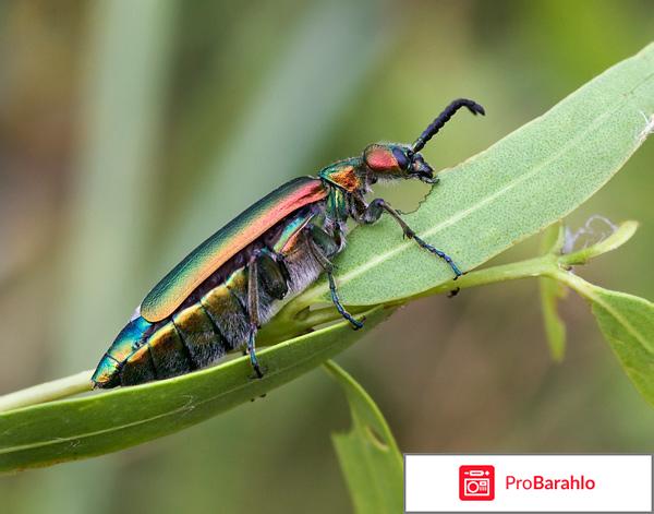 Шпанская мушка отзывы женщин 