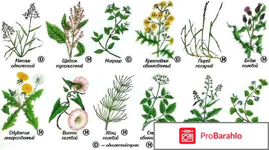 Торнадо от сорняков отрицательные отзывы