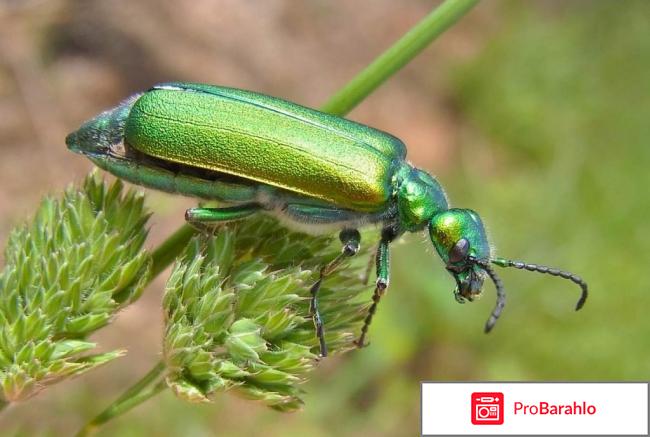 Шпанская мушка золотая отрицательные отзывы