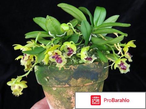 Невероятная орхидея Haraella retrocalla отрицательные отзывы