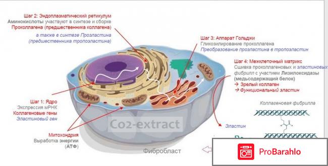 Синтез коллагена отрицательные отзывы