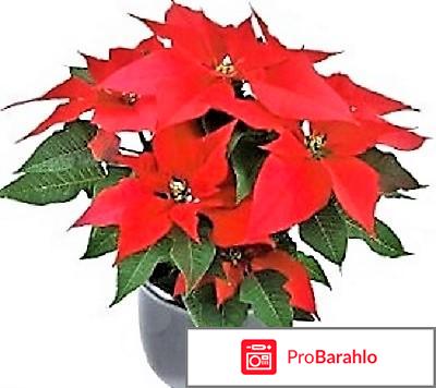 Рождественская звезда - цветок Пуансеттия (Poinsettia). фото
