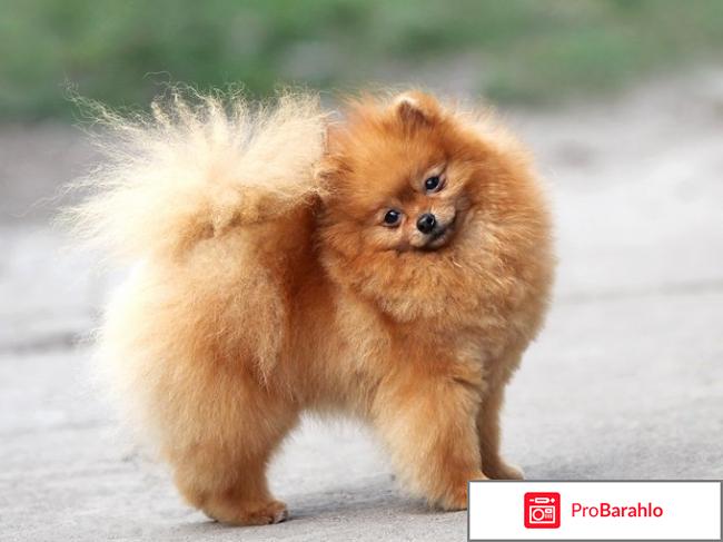 Померанский шпиц отзывы владельцев отрицательные обман