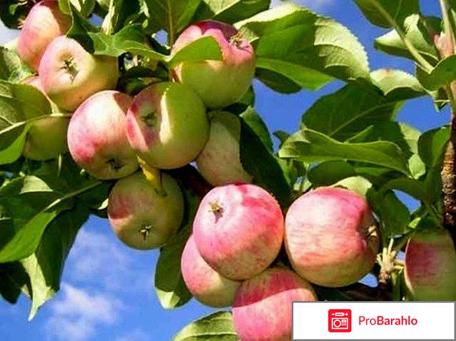 Яблоки: витамины, полезные свойства, вред обман