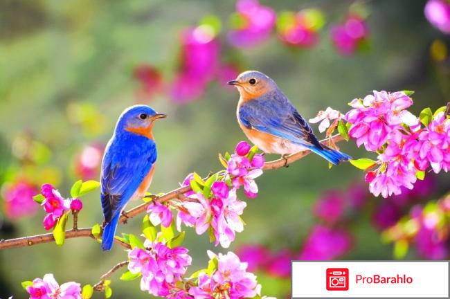 изображение Хронолонг отзывы отзывы владельцев