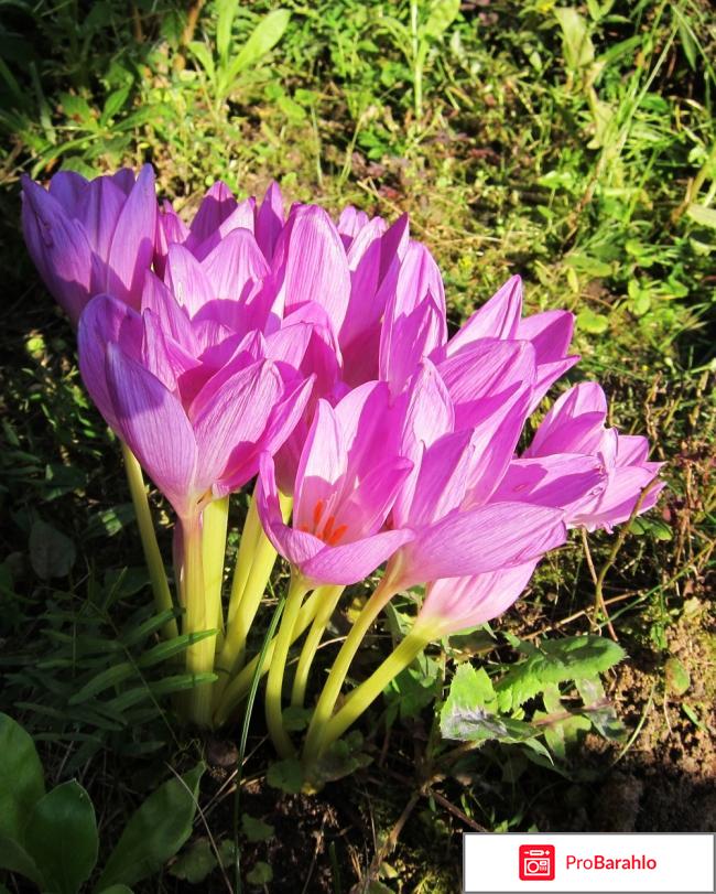 Безвременник осенний (Colchicaceae autumnale) обман