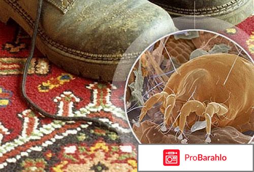 Клещ постельный обман