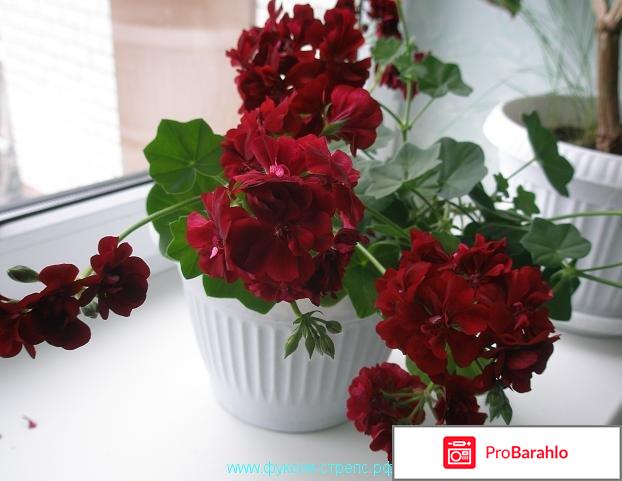 Пеларгония- лучшее растение для вашего балкона отрицательные отзывы