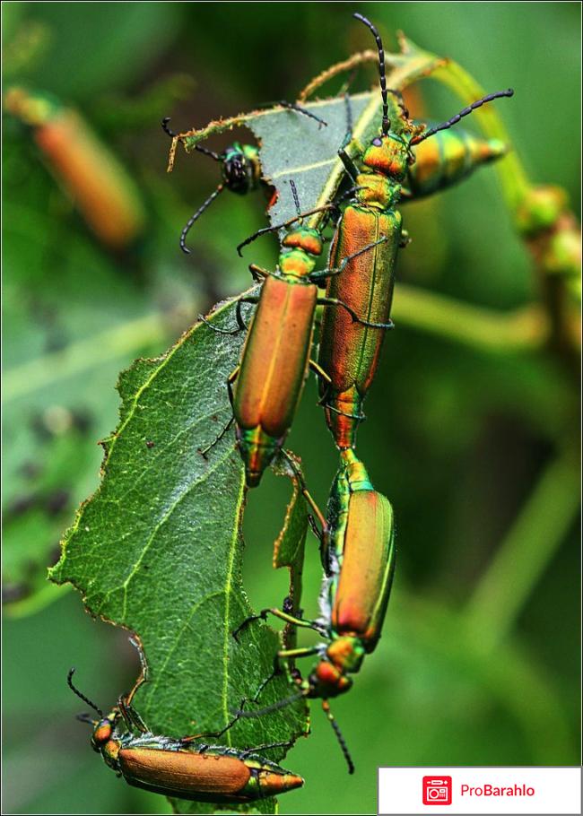 Шпанская мушка для женщин купить в москве отрицательные отзывы