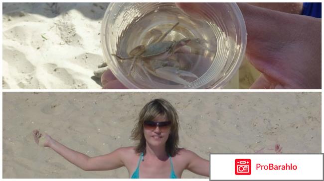 El mouradi skanes обман