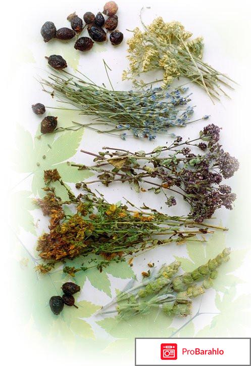 Желудочный чай отзывы реальных покупателей 