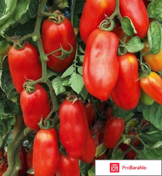 Томат гроздевой отзывы фото урожайность отрицательные отзывы