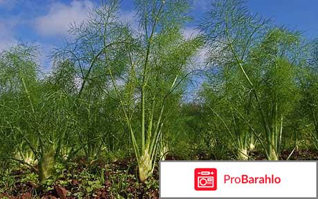 Фенхель обман