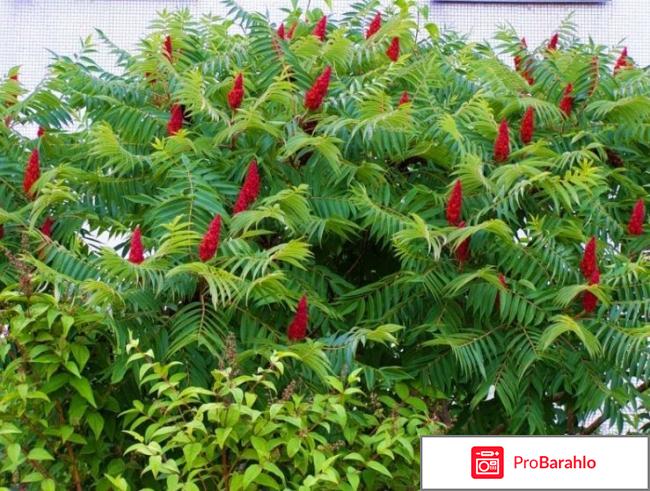 Unitox развод или правда реальные отзывы