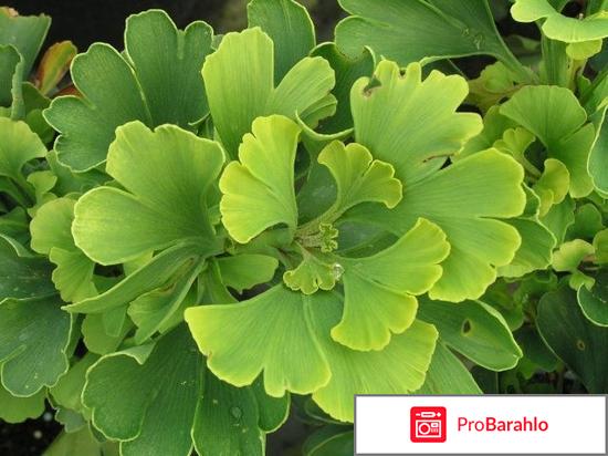 Гингобелоба отзывы врачей 