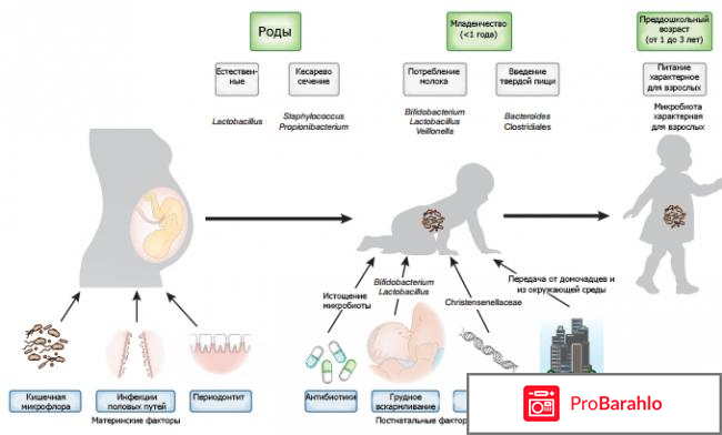 Формирование микрофлоры новорожденных обман