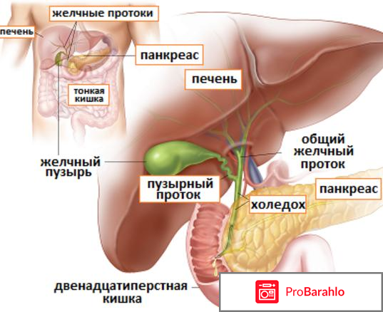 Лив 52 отзывы врачей токсичен обман