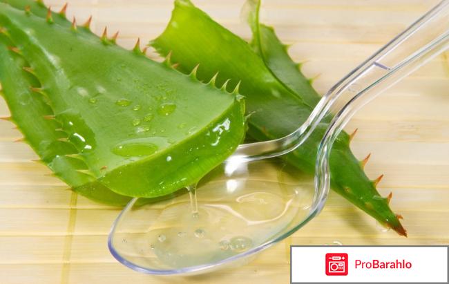 Алоэ в аптеке 
