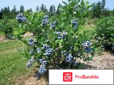 Вилави отрицательные отзывы отрицательные отзывы