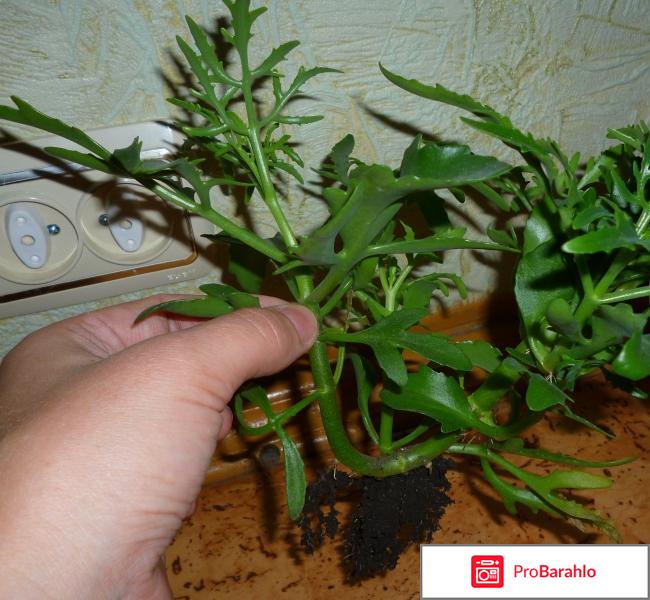 Каланхоэ лациниата 