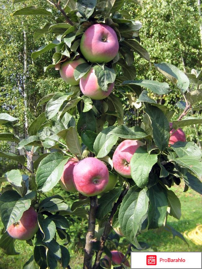 Яблоня колоновидная 
