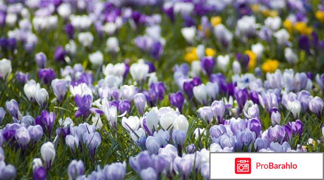 Цветы шафрана фото отрицательные отзывы