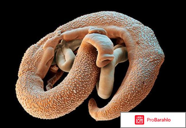 Бактефорт как принимать взрослым отрицательные отзывы