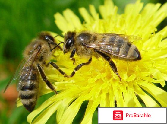 Отзывы пчелиный подмор 