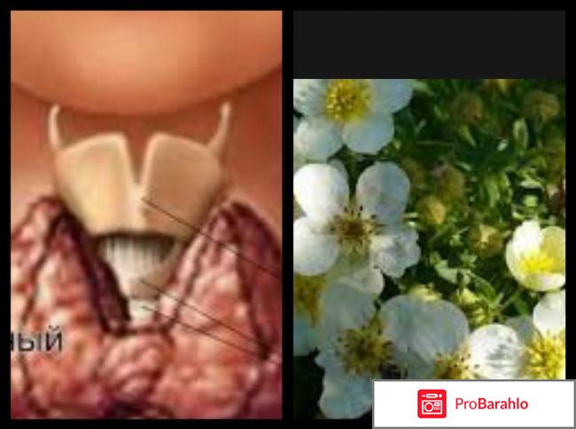 Эндонорм отзывы врачей эндокринологов 